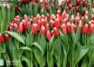 Tulipa Canasta ® (2)